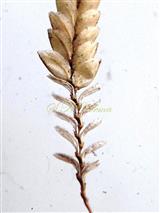  Part of spikelet with persistent paleas at base
